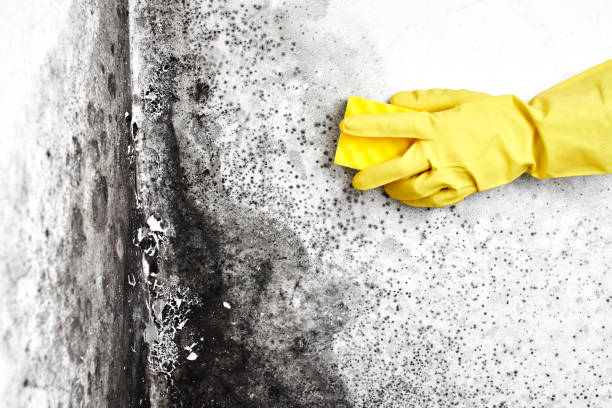 Best Black Mold Removal  in Dunstan, ME