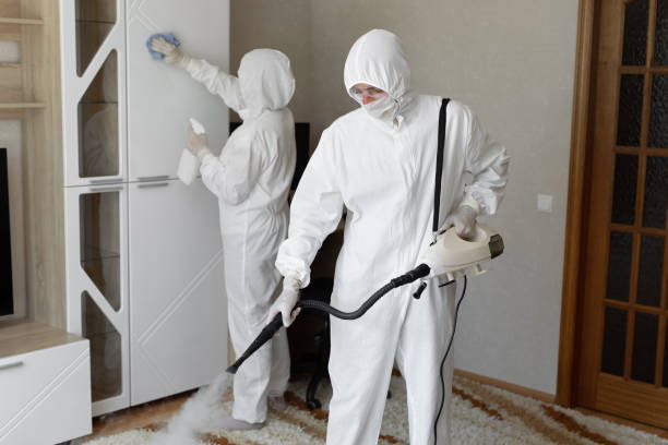 Best Attic Mold Removal  in Dunstan, ME