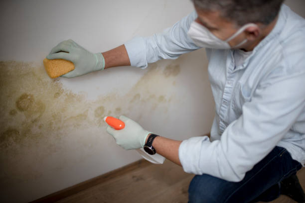 Best Mold Testing and Removal  in Dunstan, ME