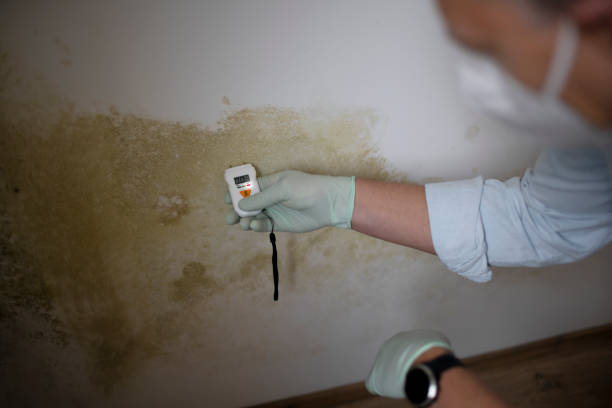 Best Emergency Mold Removal  in Dunstan, ME