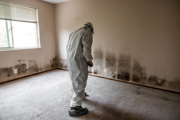 Best Residential Mold Removal  in Dunstan, ME