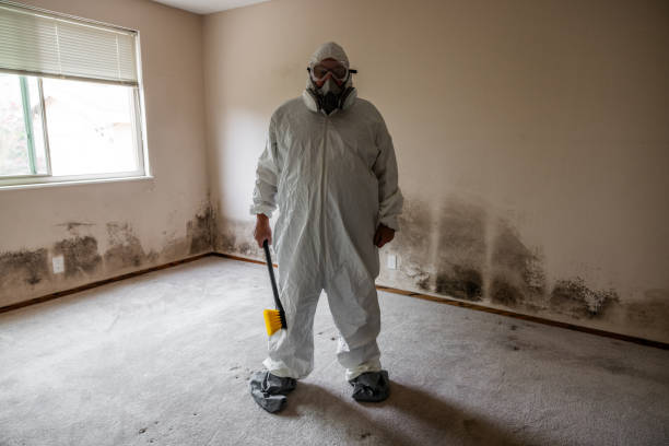 Best Attic Mold Removal  in Dunstan, ME