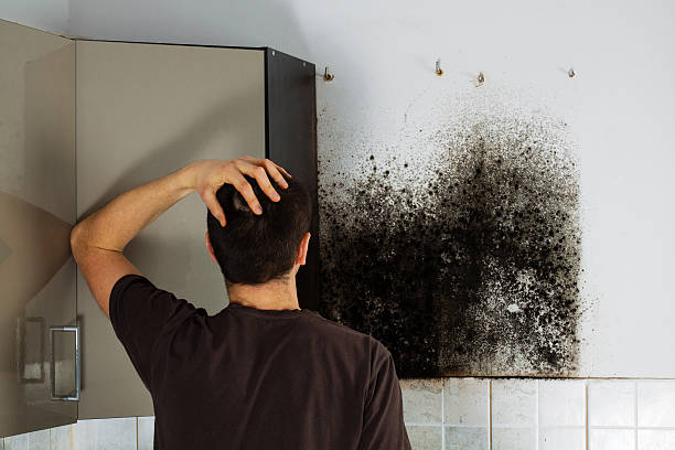 Best Certified Mold Removal  in Dunstan, ME