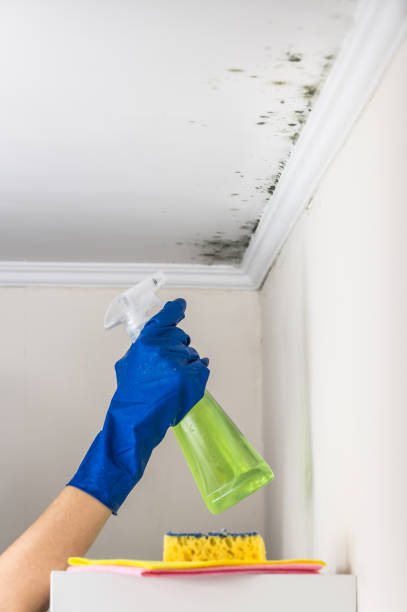 Certified Mold Removal in Dunstan, ME