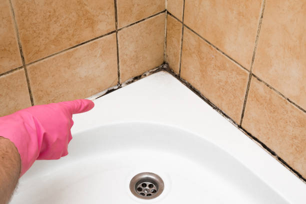 Best Black Mold Removal  in Dunstan, ME