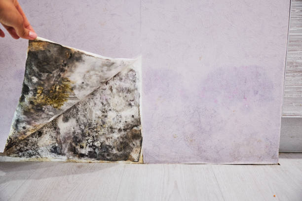 Mold Testing and Removal in Dunstan, ME